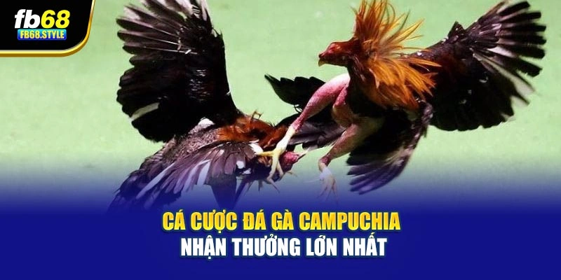 Cá cược đá gà Campuchia nhận thưởng lớn nhất