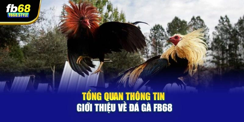 Tổng quan thông tin giới thiệu về đá gà Fb68